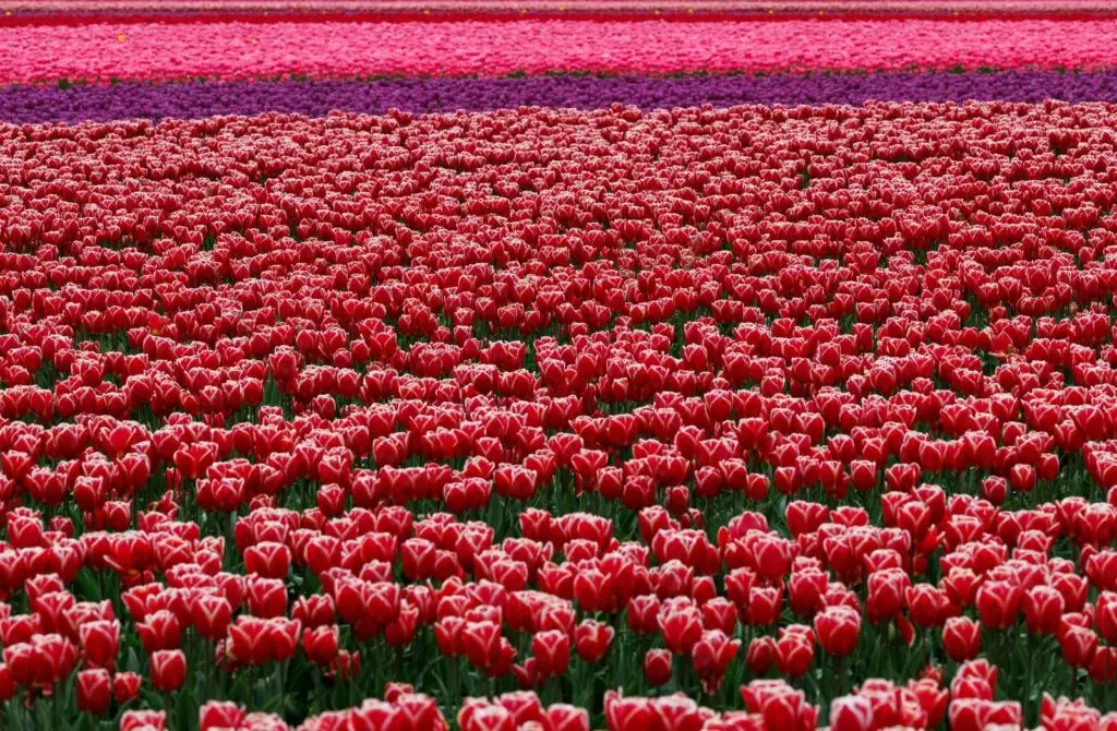 Veld met rode tulpen in bloei, verwijzing naar de naam Lale